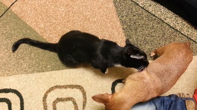 Кошка с собакой смотреть онлайн