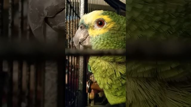 Eye Pinning Amazon Parrot смотреть онлайн