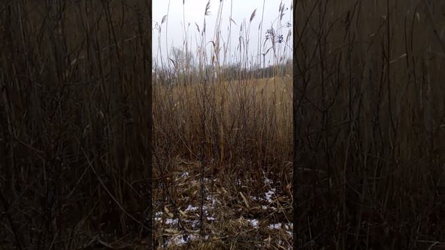 смычок рпг по лисе смотреть онлайн