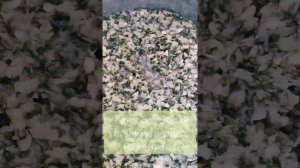 Варенье из Акации ??