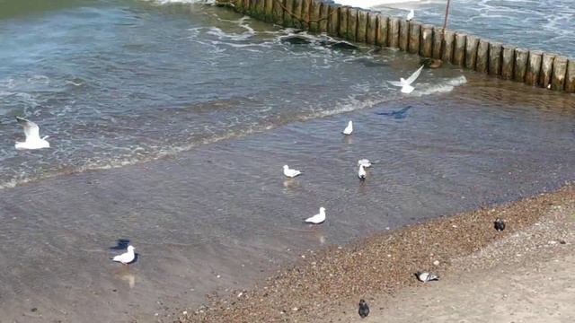 Зеленоградск - спокойное Балтийское море, чайки на берегу смотреть онлайн