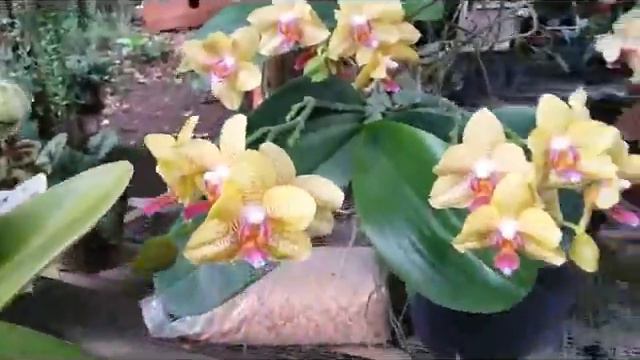 Be More Jovial with Orchids in Bloom (Phalaenopsis and Dendrobium) смотреть онлайн