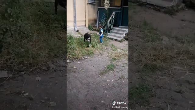 Питбуль и ребёнок /Питбуль Боня любит детей/ смотреть онлайн