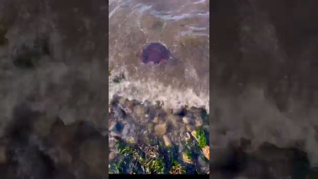 lion's mane jellyfish (Cyanea capillata) Red Giant #short смотреть онлайн