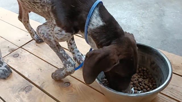 Тбилиси 🇬🇪 Грузия Приют Тамаза Элизбарашвили 🐕 💌 🍀 🙏 Paypal : Elizbarashvilidog@yahoo.com смотреть онлайн