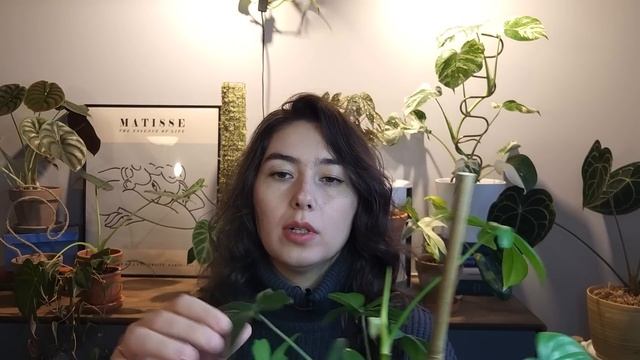 ОБЗОР филодендронов / Особенности ухода за ФИЛОДЕНДРОНАМИ смотреть онлайн