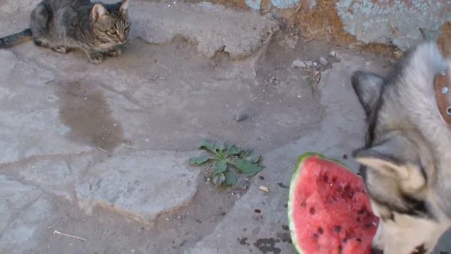 Юна ест арбуз смотреть онлайн