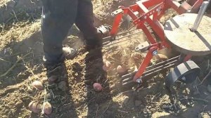 Испытание,настройка переделанной картофелекопалки для мотоблока Мотор Сич.Урожай 2022.