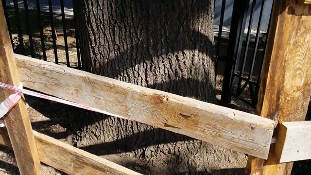 Дуб(Черешчатый)ул.Льва Толстого АР Крым г.Севастополь 2020г. смотреть онлайн