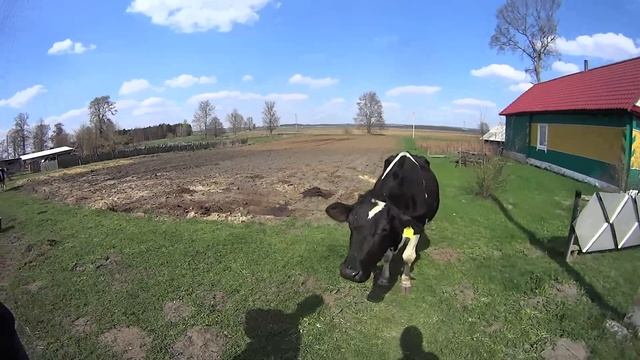 Отёл коровы // Два быка // Первый парник // Коровы - газонокосилки // Белорусская глубинка смотреть онлайн