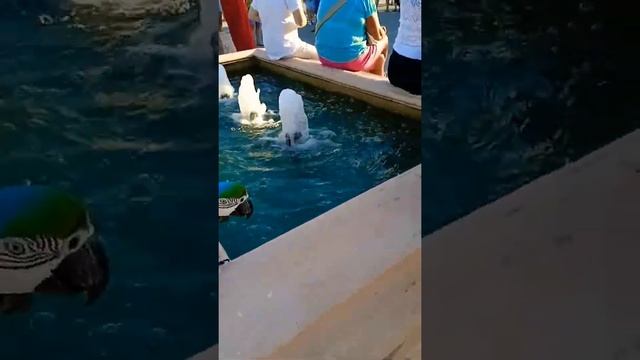 попугай танцует #попугай #танец #море #животные #птицы #архипка #пляж #топ смотреть онлайн