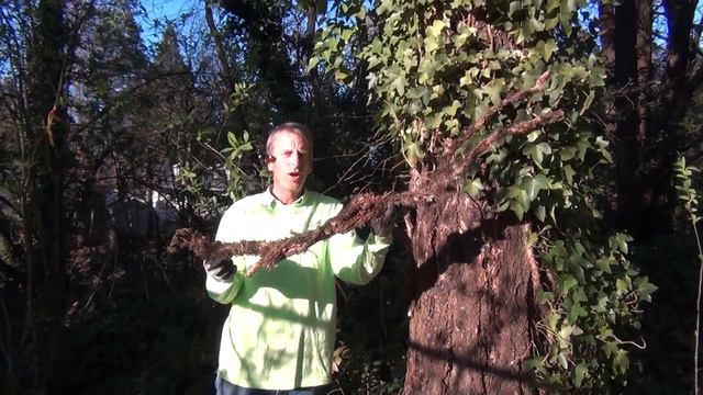 Steve Miesen Shows How To Remove And Kill English Ivy Without Chemicals.