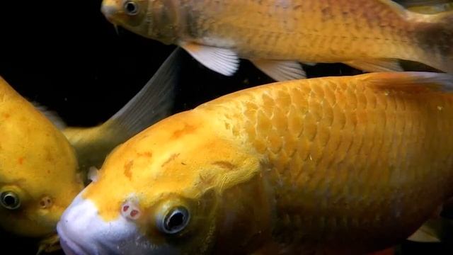 Nikon Coolpix AW100 смотреть онлайн