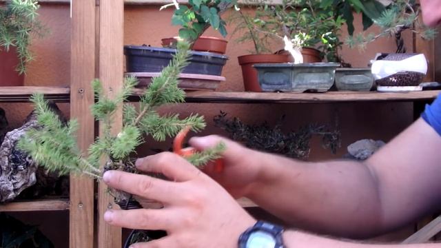 Bonsai time-lapse: Picea Glauca Nana смотреть онлайн