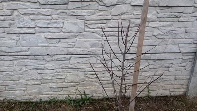 Миндаль сладкий Форос самый урожайный. Прирост саженца за год. смотреть онлайн