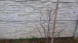 Миндаль сладкий Форос самый урожайный. Прирост саженца за год.