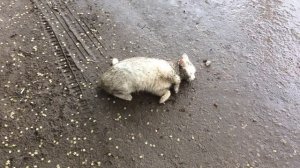 Белый кот катается в грязи