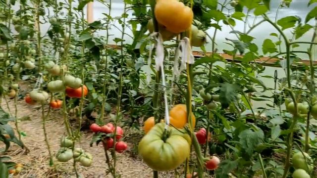 Экскурсия по томатному дворцу ! Показываю пока красиво! смотреть онлайн