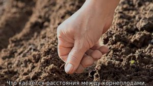 Подготовка грядки под морковь весной