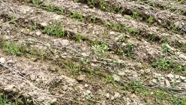 Обработка гербицидом яровой пшеницы с горохом 17.05.19 смотреть онлайн