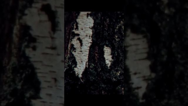 Ну-ка, останови сынок, я своих подружек встретил! Вишь, стоят! А я еду мимо! Надо попроведать! смотреть онлайн