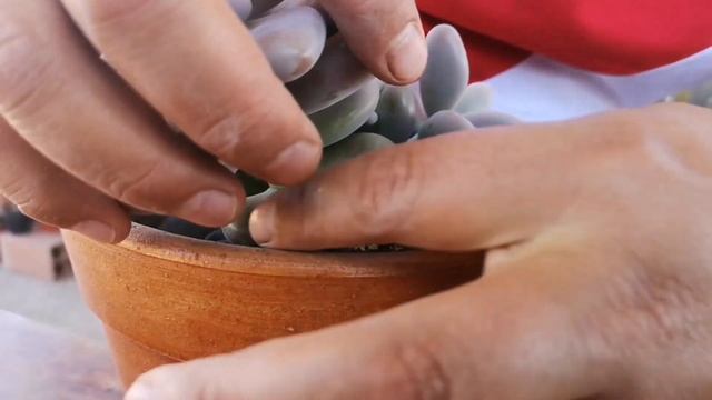 Pachyphytum Oviferum Pink смотреть онлайн