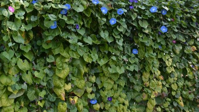 Ипомея(Живая изгородь) смотреть онлайн