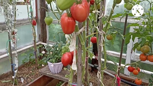 Сибирь. Обзор и дегустация томата Рабочий выпуск пасты. смотреть онлайн