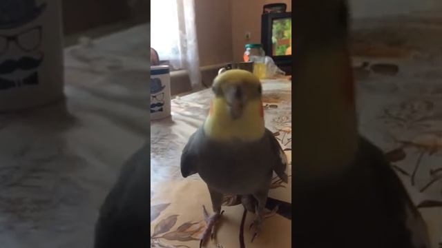 Корелла Тема. Я Тучка тучка тучка