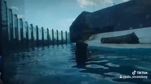 Медведи едят рыбу ???