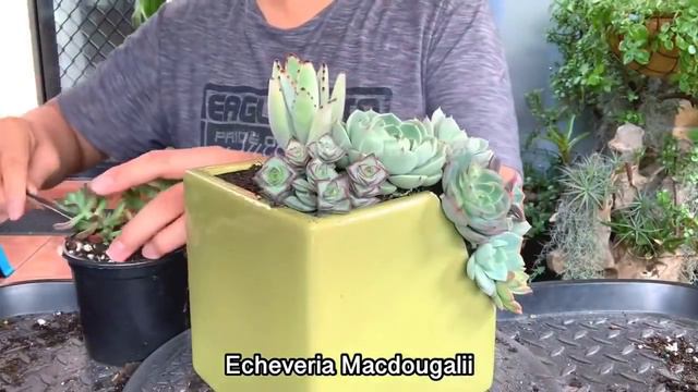 Broken Pot Succulent Arrangement смотреть онлайн