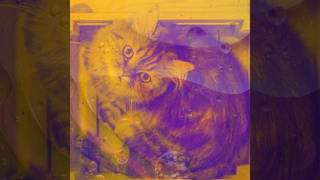 Чувство (Кошки) смотреть онлайн