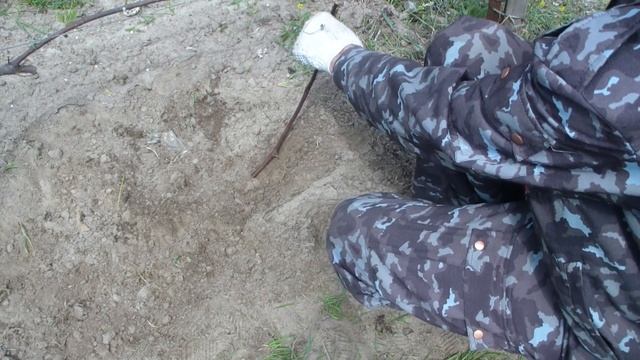 Еще способ размножения ВИНОГРАДА в МАЕ . смотреть онлайн