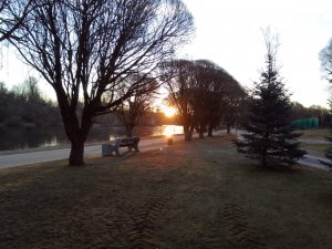 Брачные танцы сороки