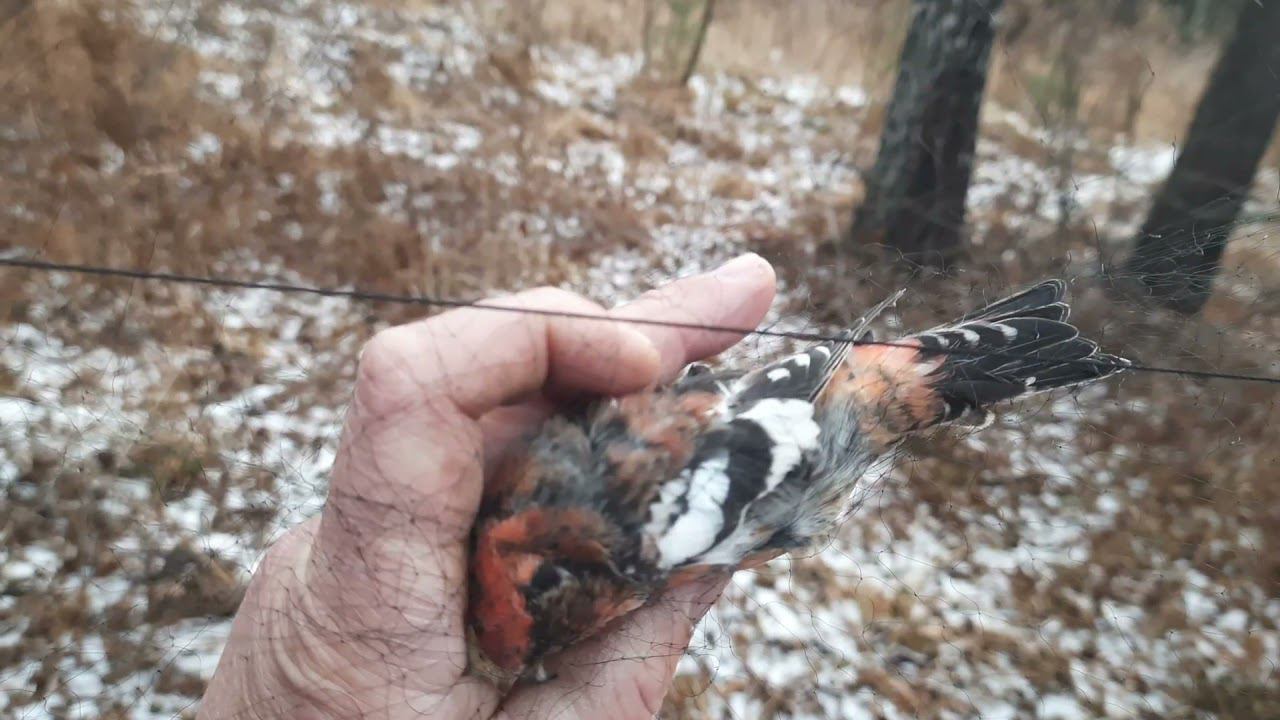 Ловля белопоясых клестов 7 ноября 2021 год. смотреть онлайн