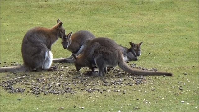 Macropus rufogriseus - Desmarest, 1817 -HD- Wallaby de Bennett - Ménagerie Paris - 03/2015 смотреть онлайн