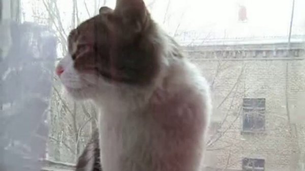 Котик чихнул