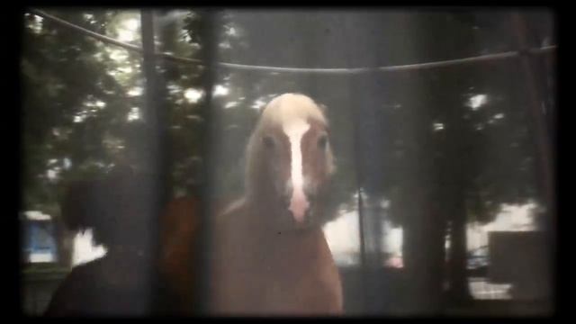 Animals Fantasy смотреть онлайн