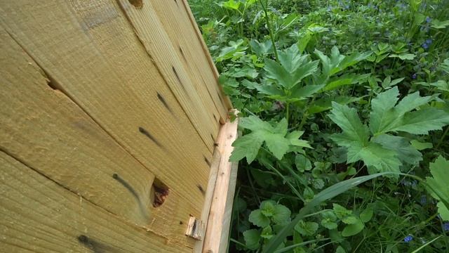 10 кедров посадил. Цветочная красота Лесного дома. Сбор сосновой шишки. смотреть онлайн