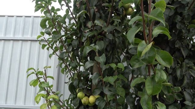 Маточные деревья груши карликовой ВСТАВКИ 212 смотреть онлайн