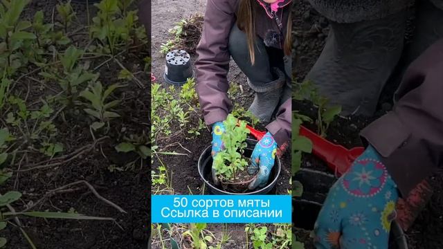 Ремонтные Историки