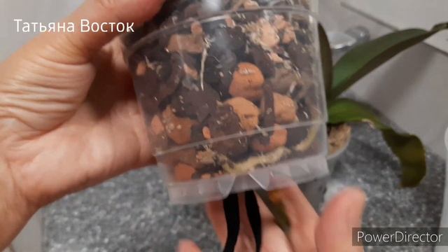 Результат действия Циркон! Обработка фунгицидом! смотреть онлайн