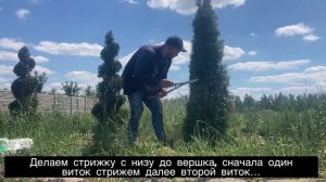 Как создать из туи двойную спираль, топиарий туи, геометрическая форма - спираль. 2 Урок