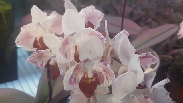 2023.01.15. Phal. "Little Gem Strip" (peloric) смотреть онлайн