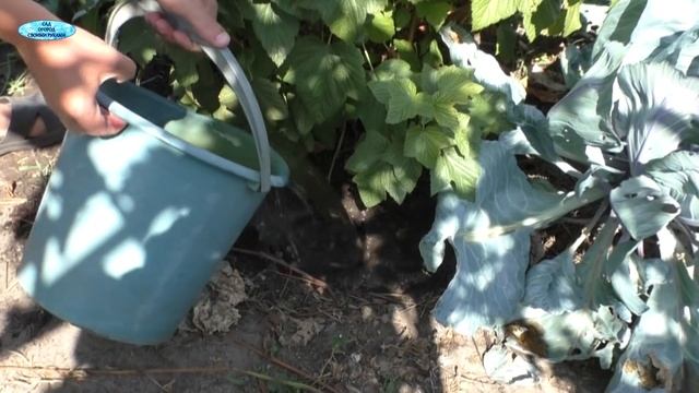 Что обязательно нужно сделать со смородиной после плодоношения. смотреть онлайн