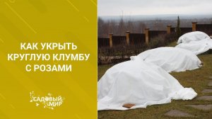 Как укрыть круглую клумбу с розами