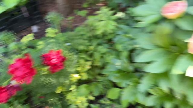 Что цветет сегодня. Пионы. Кировск, лен.область смотреть онлайн