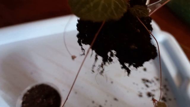 КАМНЕЛОМКА .ПЕРЕСАДКА РОЗЕТОК. смотреть онлайн