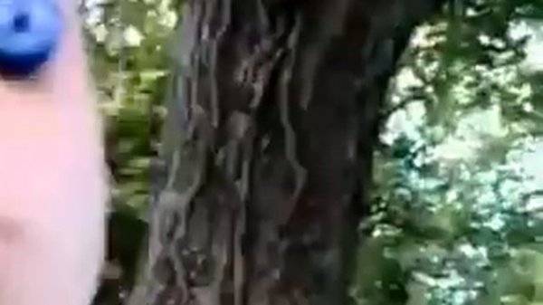 Это мой лес.