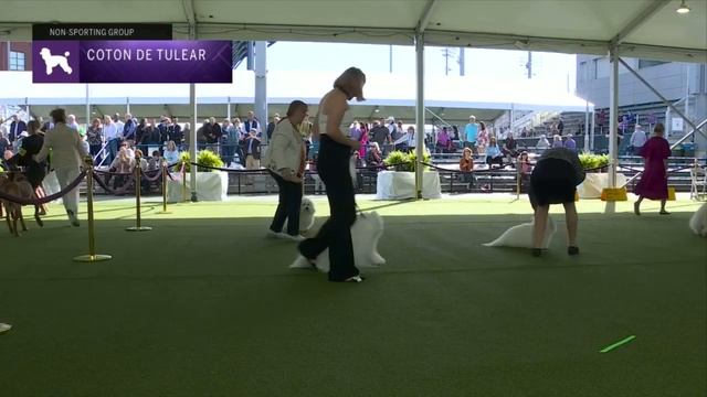 Cotons de Tulear | Breed Judging 2023 смотреть онлайн